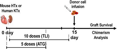 Establishment of Chimerism and Organ Transplant Tolerance in Laboratory Animals: Safety and Efficacy of Adaptation to Humans